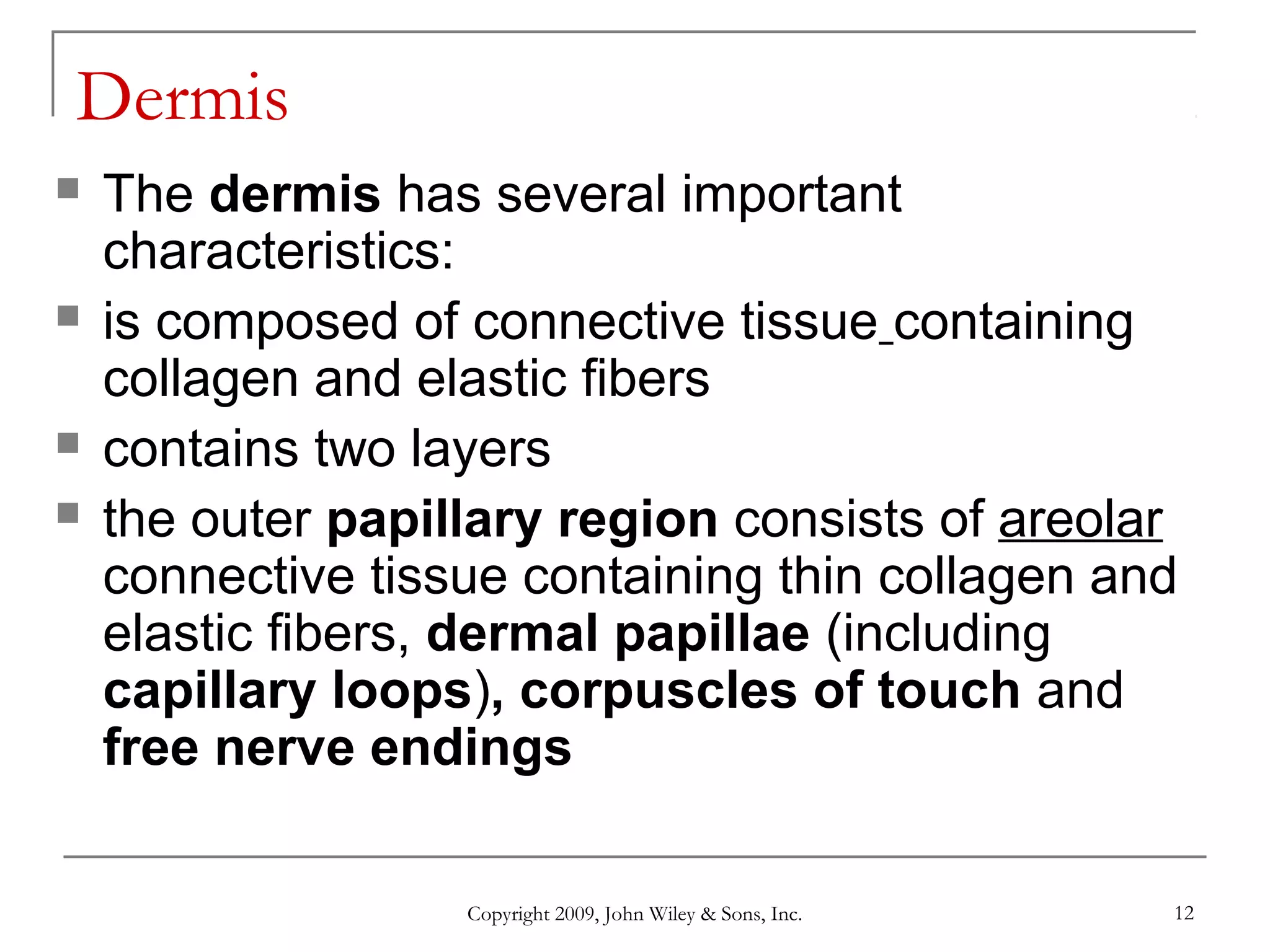 Copyright 2009, John Wiley & Sons, Inc. 12
Dermis
 The dermis has several important
characteristics:
 is composed of connective tissue containing
collagen and elastic fibers
 contains two layers
 the outer papillary region consists of areolar
connective tissue containing thin collagen and
elastic fibers, dermal papillae (including
capillary loops), corpuscles of touch and
free nerve endings
 