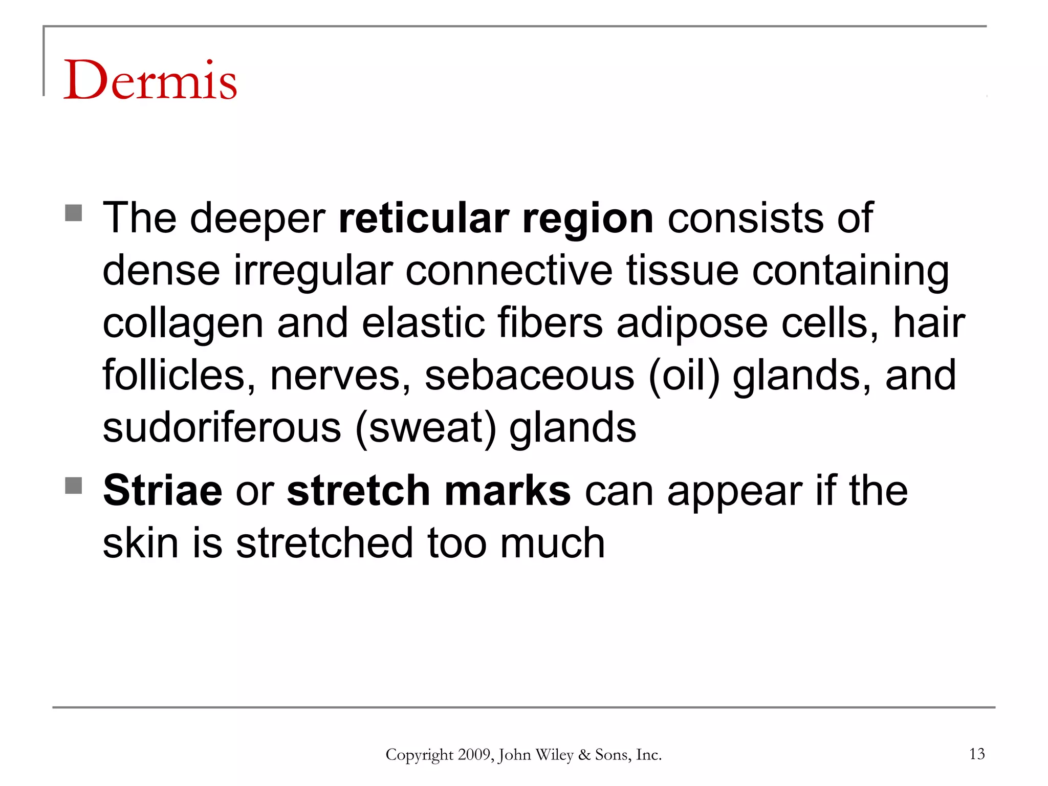 Copyright 2009, John Wiley & Sons, Inc. 13
Dermis
 The deeper reticular region consists of
dense irregular connective tissue containing
collagen and elastic fibers adipose cells, hair
follicles, nerves, sebaceous (oil) glands, and
sudoriferous (sweat) glands
 Striae or stretch marks can appear if the
skin is stretched too much
 