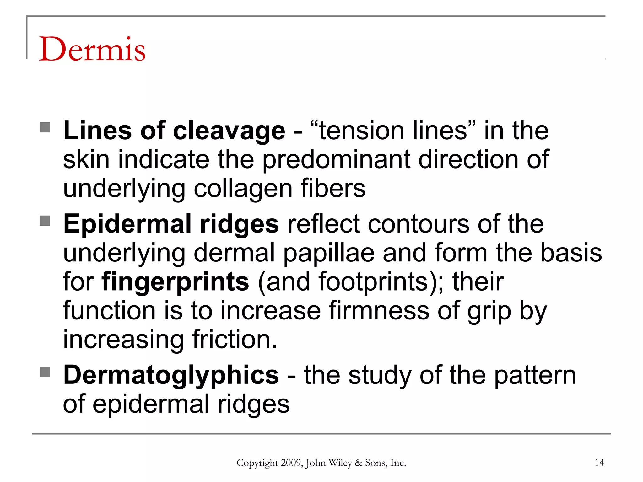 Copyright 2009, John Wiley & Sons, Inc. 14
Dermis
 Lines of cleavage - “tension lines” in the
skin indicate the predominant direction of
underlying collagen fibers
 Epidermal ridges reflect contours of the
underlying dermal papillae and form the basis
for fingerprints (and footprints); their
function is to increase firmness of grip by
increasing friction.
 Dermatoglyphics - the study of the pattern
of epidermal ridges
 