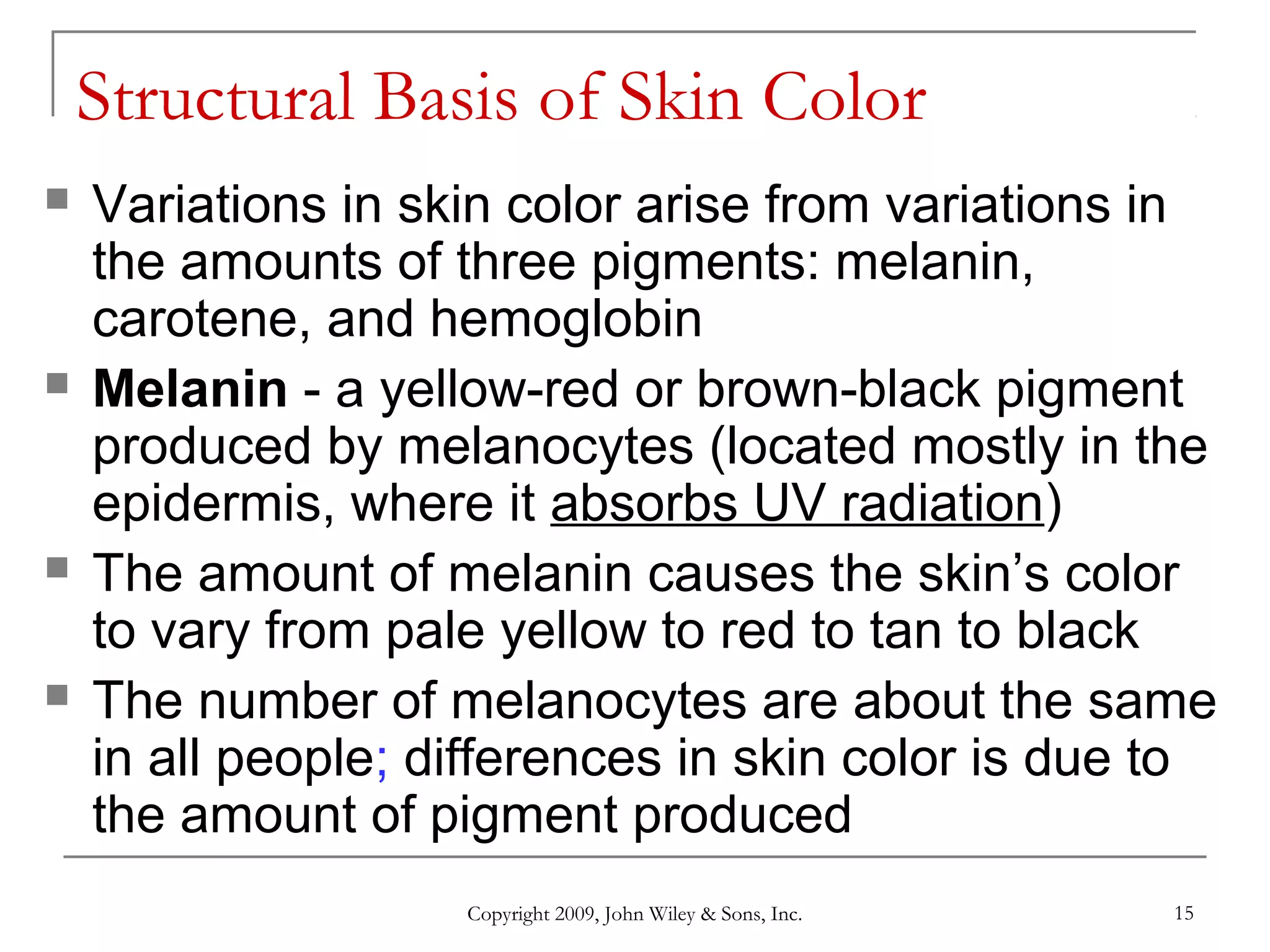 Copyright 2009, John Wiley & Sons, Inc. 15
Structural Basis of Skin Color
 Variations in skin color arise from variations in
the amounts of three pigments: melanin,
carotene, and hemoglobin
 Melanin - a yellow-red or brown-black pigment
produced by melanocytes (located mostly in the
epidermis, where it absorbs UV radiation)
 The amount of melanin causes the skin’s color
to vary from pale yellow to red to tan to black
 The number of melanocytes are about the same
in all people; differences in skin color is due to
the amount of pigment produced
 