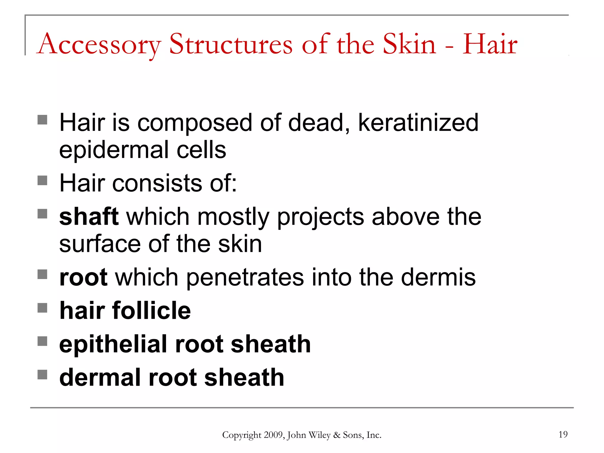 Copyright 2009, John Wiley & Sons, Inc. 19
Accessory Structures of the Skin - Hair
 Hair is composed of dead, keratinized
epidermal cells
 Hair consists of:
 shaft which mostly projects above the
surface of the skin
 root which penetrates into the dermis
 hair follicle
 epithelial root sheath
 dermal root sheath
 