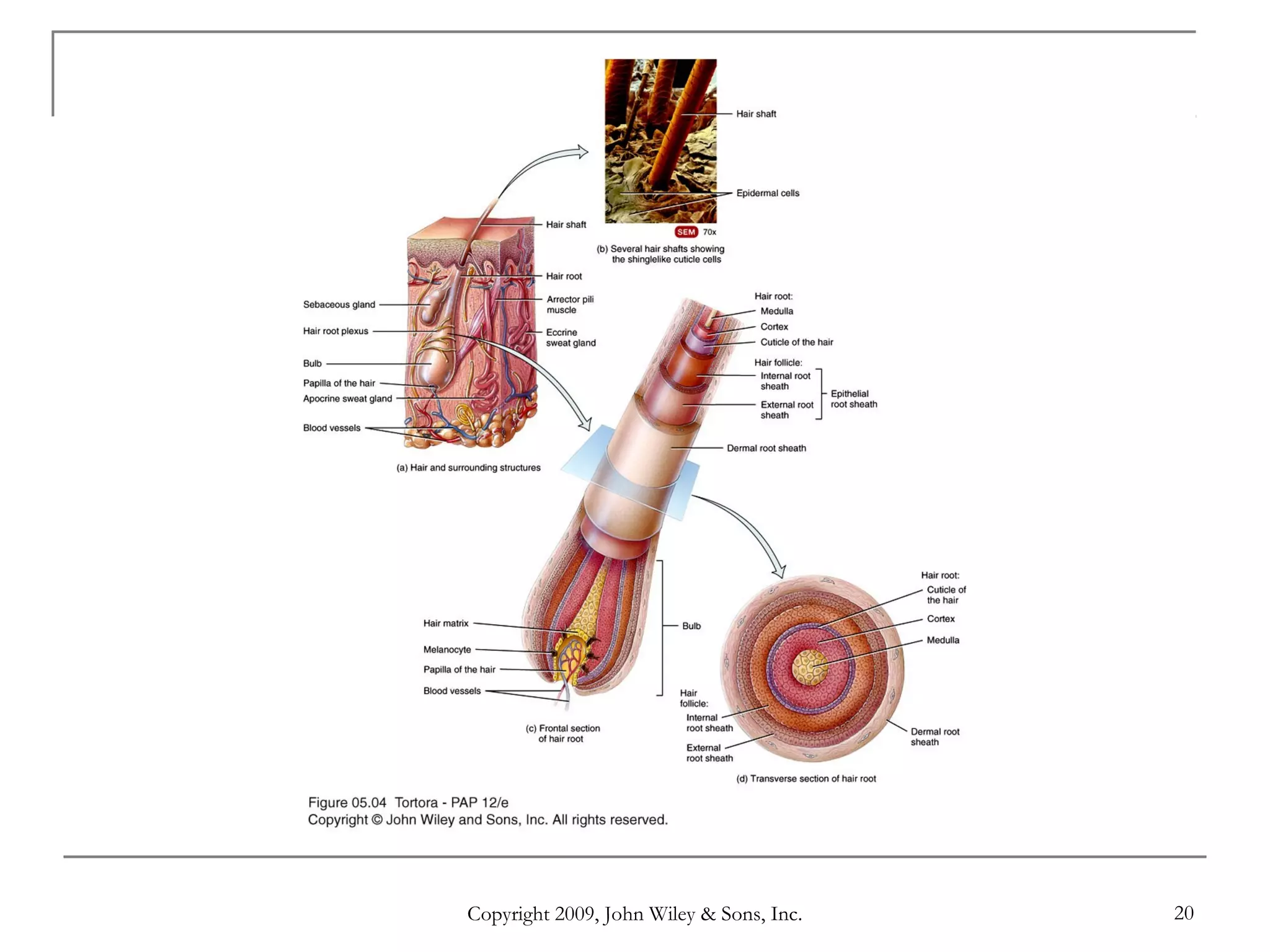 Copyright 2009, John Wiley & Sons, Inc. 20
 