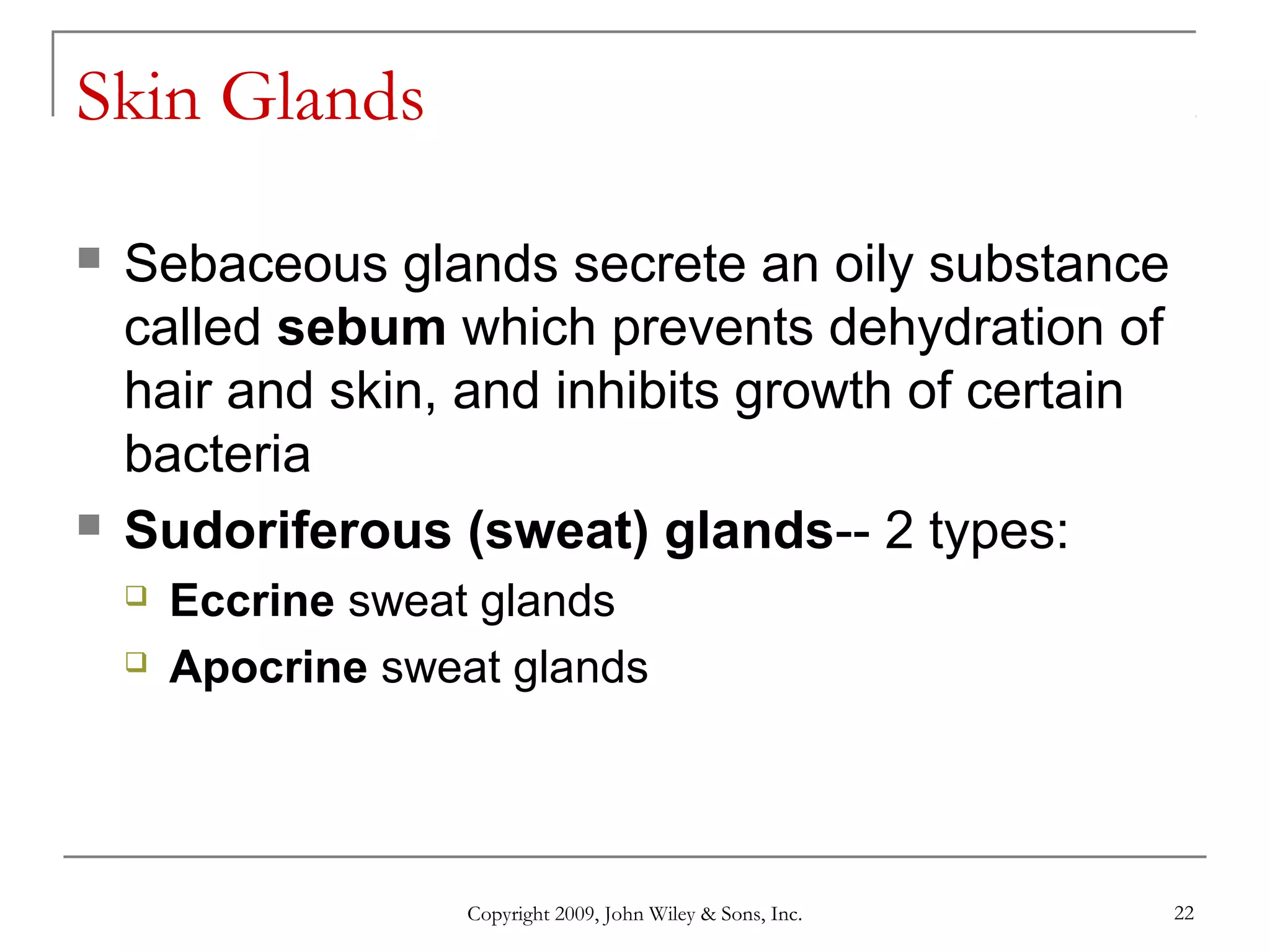 Copyright 2009, John Wiley & Sons, Inc. 22
Skin Glands
 Sebaceous glands secrete an oily substance
called sebum which prevents dehydration of
hair and skin, and inhibits growth of certain
bacteria
 Sudoriferous (sweat) glands-- 2 types:
 Eccrine sweat glands
 Apocrine sweat glands
 
