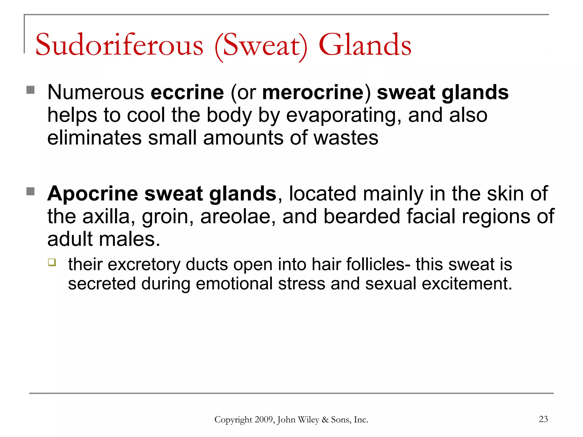 Copyright 2009, John Wiley & Sons, Inc. 23
Sudoriferous (Sweat) Glands
 Numerous eccrine (or merocrine) sweat glands
helps to cool the body by evaporating, and also
eliminates small amounts of wastes
 Apocrine sweat glands, located mainly in the skin of
the axilla, groin, areolae, and bearded facial regions of
adult males.
 their excretory ducts open into hair follicles- this sweat is
secreted during emotional stress and sexual excitement.
 