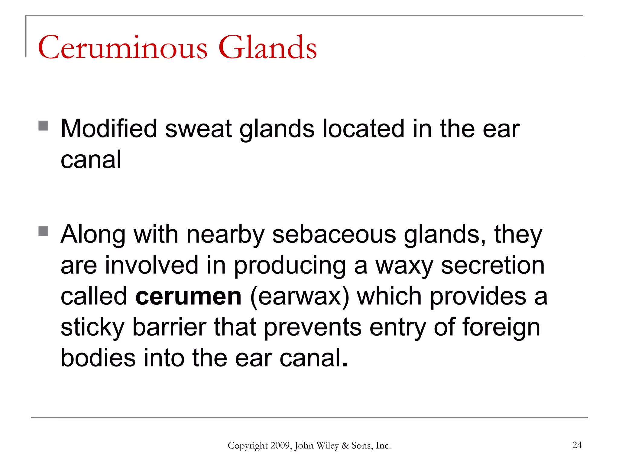 Copyright 2009, John Wiley & Sons, Inc. 24
Ceruminous Glands
 Modified sweat glands located in the ear
canal
 Along with nearby sebaceous glands, they
are involved in producing a waxy secretion
called cerumen (earwax) which provides a
sticky barrier that prevents entry of foreign
bodies into the ear canal.
 