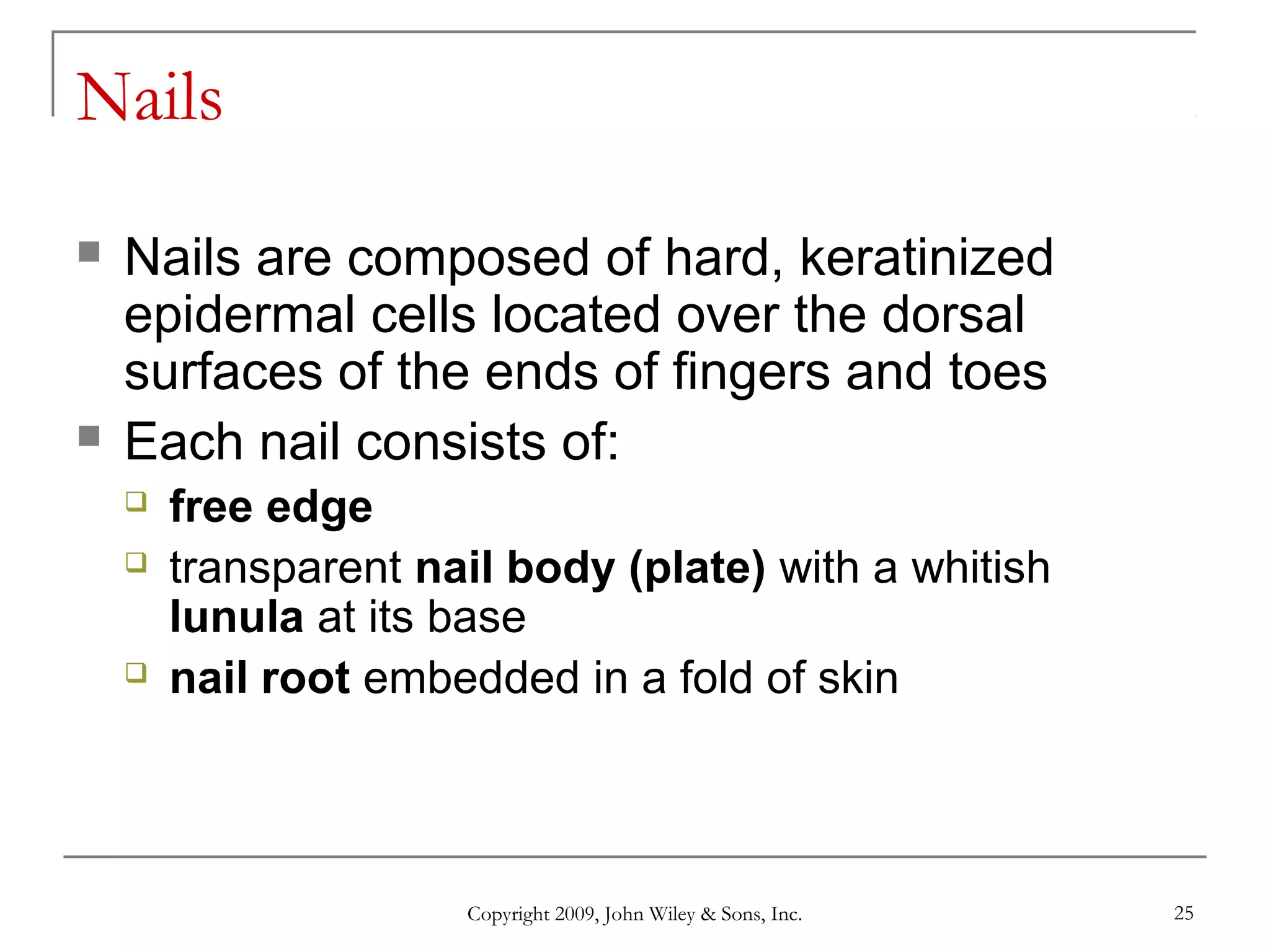 Copyright 2009, John Wiley & Sons, Inc. 25
Nails
 Nails are composed of hard, keratinized
epidermal cells located over the dorsal
surfaces of the ends of fingers and toes
 Each nail consists of:
 free edge
 transparent nail body (plate) with a whitish
lunula at its base
 nail root embedded in a fold of skin
 