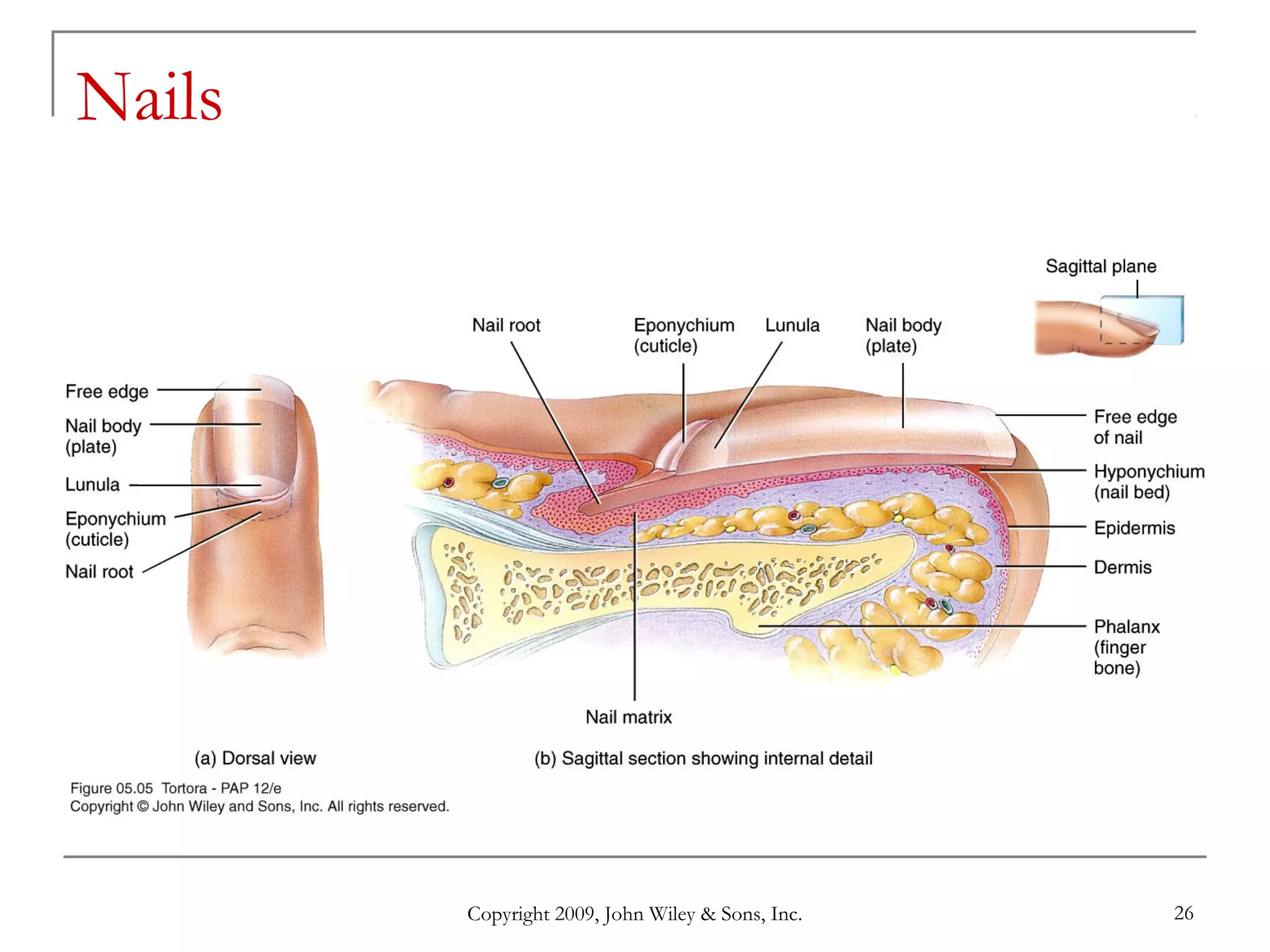 Copyright 2009, John Wiley & Sons, Inc. 26
Nails
 