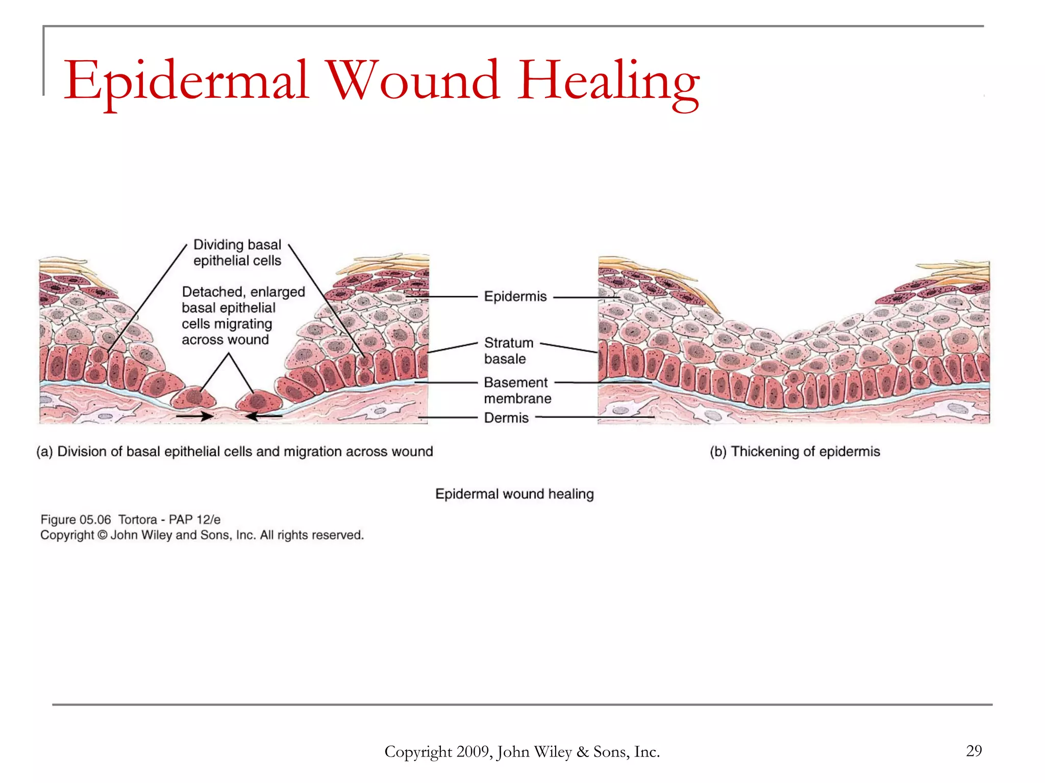 Copyright 2009, John Wiley & Sons, Inc. 29
Epidermal Wound Healing
 