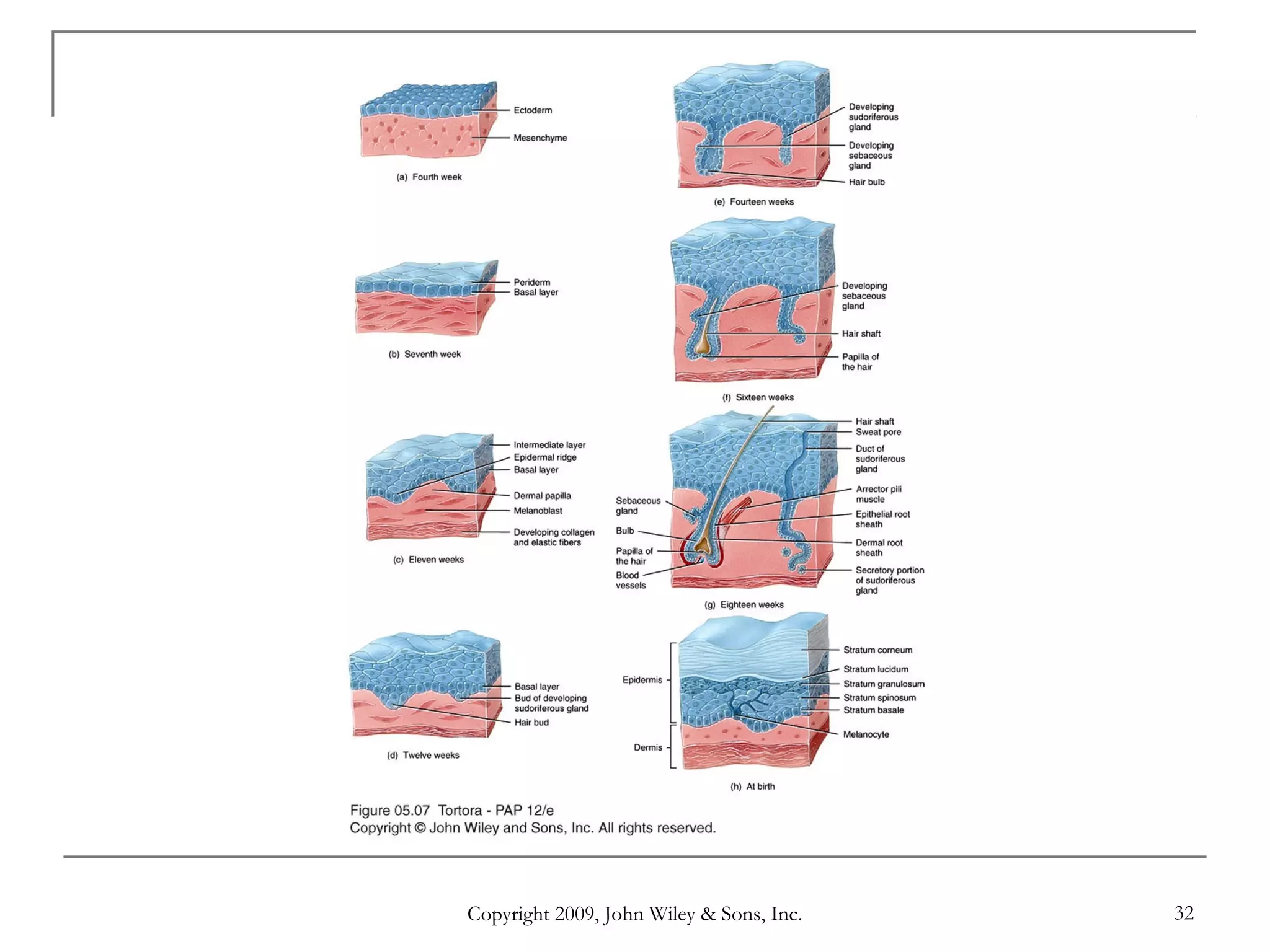 Copyright 2009, John Wiley & Sons, Inc. 32
 
