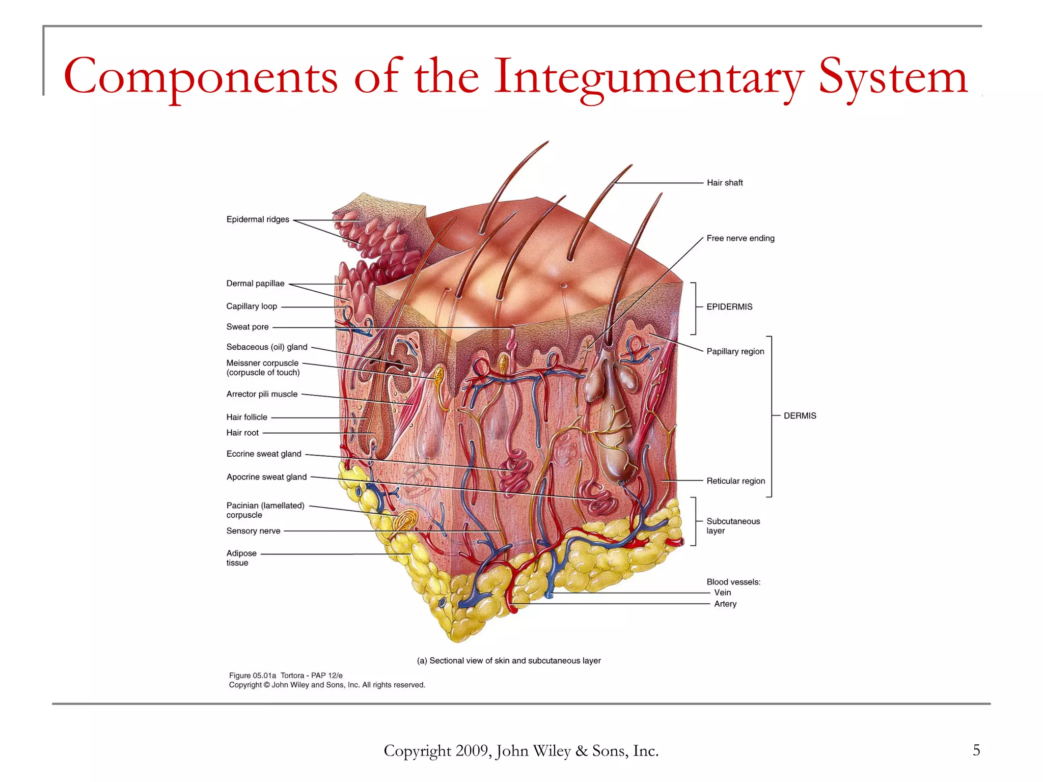 Copyright 2009, John Wiley & Sons, Inc. 5
Components of the Integumentary System
 