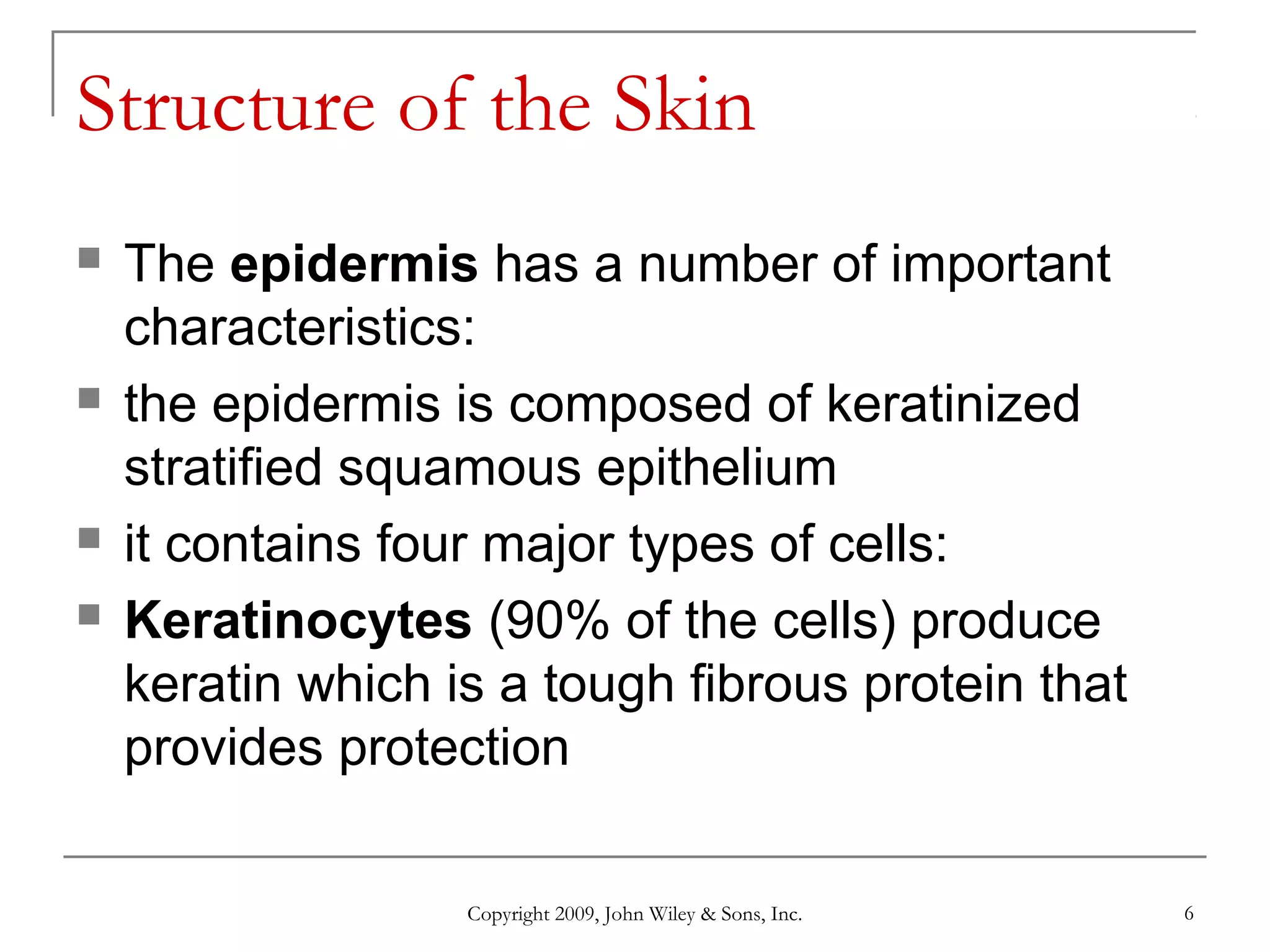 Copyright 2009, John Wiley & Sons, Inc. 6
Structure of the Skin
 The epidermis has a number of important
characteristics:
 the epidermis is composed of keratinized
stratified squamous epithelium
 it contains four major types of cells:
 Keratinocytes (90% of the cells) produce
keratin which is a tough fibrous protein that
provides protection
 