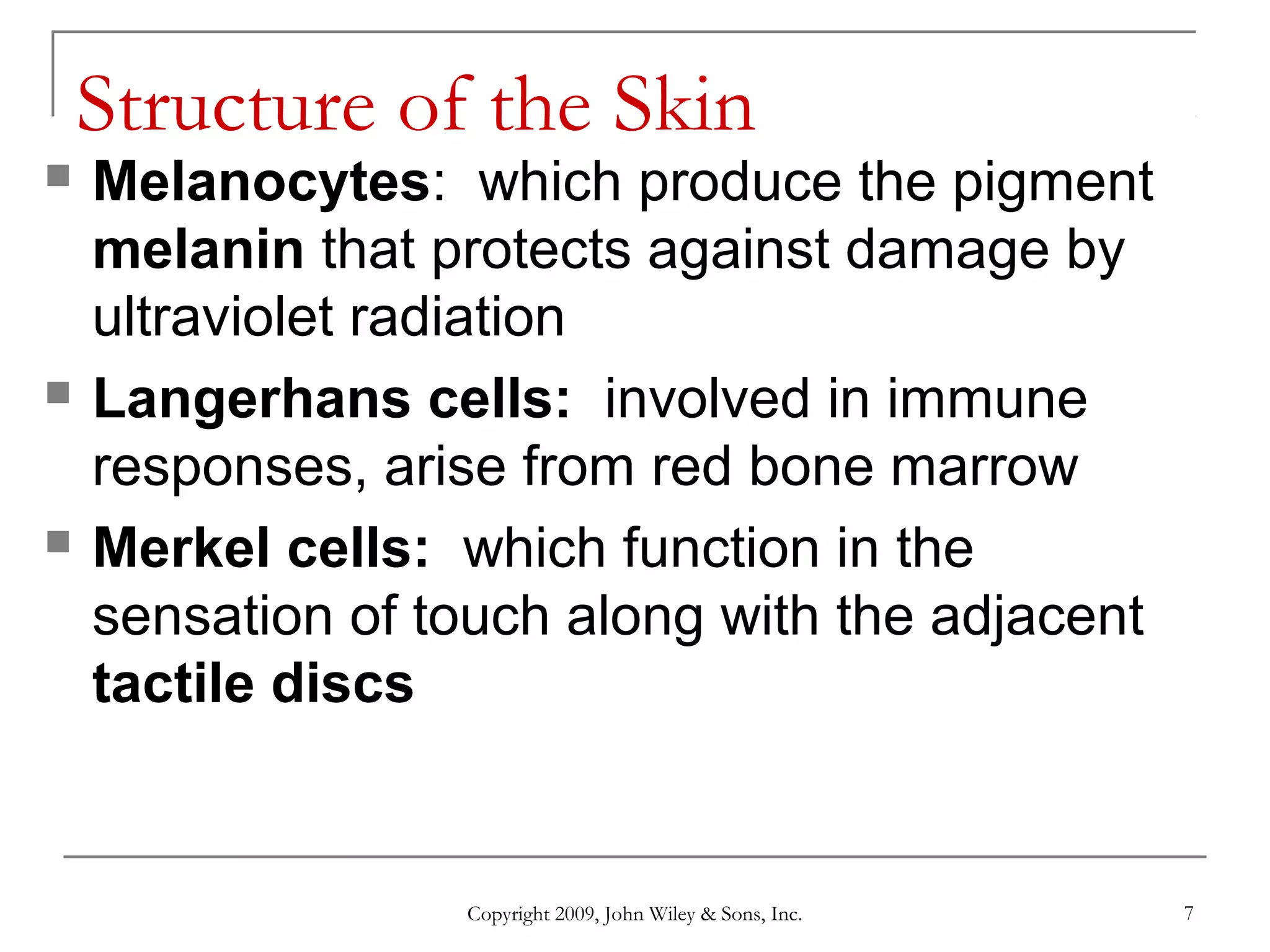Copyright 2009, John Wiley & Sons, Inc. 7
Structure of the Skin
 Melanocytes: which produce the pigment
melanin that protects against damage by
ultraviolet radiation
 Langerhans cells: involved in immune
responses, arise from red bone marrow
 Merkel cells: which function in the
sensation of touch along with the adjacent
tactile discs
 