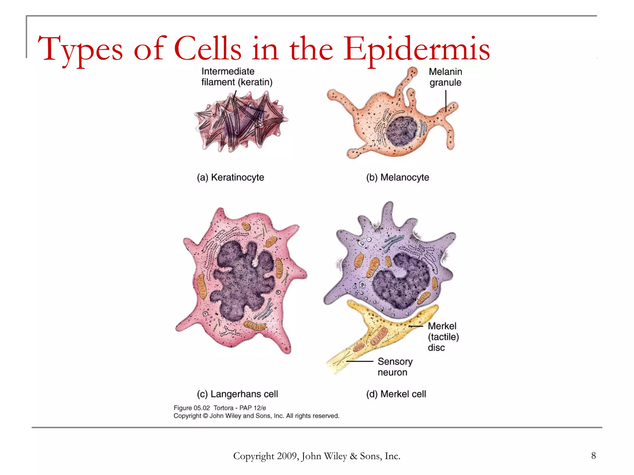 Copyright 2009, John Wiley & Sons, Inc. 8
Types of Cells in the Epidermis
 