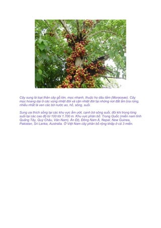 Cây sung là loại thân cây gỗ lớn, mọc nhanh, thuộc họ dâu tằm (Moraceae). Cây
mọc hoang dại ở các vùng nhiệt đới và cận nhiệt đới tại những nơi đất ẩm bìa rừng,
nhiều nhất là ven các bờ nước ao, hồ, sông, suối.
Sung ưa thích sống tại các khu vực ẩm ướt, cạnh bờ sông suối, đôi khi trong lòng
suối tại các cao độ từ 100 tới 1.700 m. Khu vực phân bố: Trung Quốc (miền nam tỉnh
Quảng Tây, Quý Châu, Vân Nam), Ấn Độ, Đông Nam Á, Nepal, New Guinea,
Pakistan, Sri Lanka, Australia. Ở Việt Nam cây phân bố rộng khắp ở cả 3 miền.
 