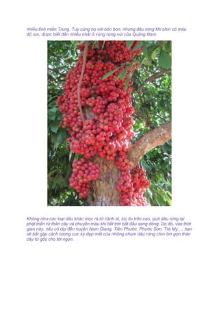 nhiều tỉnh miền Trung. Tuy cùng họ với bòn bon, nhưng dâu rừng khi chín có màu
đỏ rực, được biết đến nhiều nhất ở vùng rừng núi của Quảng Nam.
Không như các loại dâu khác mọc ra từ cành lá, lúc lỉu trên cao, quả dâu rừng lại
phát triển từ thân cây và chuyển màu khi tiết trời bắt đầu sang đông. Do đó, vào thời
gian này, nếu có dịp đến huyện Nam Giang, Tiên Phước, Phước Sơn, Trà My…, bạn
sẽ bắt gặp cảnh tượng cực kỳ đẹp mắt của những chùm dâu rừng chín ôm gọn thân
cây từ gốc cho tới ngọn.
 