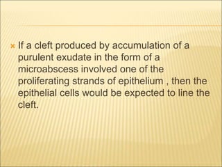  If a cleft produced by accumulation of a 
purulent exudate in the form of a 
microabscess involved one of the 
proliferating strands of epithelium , then the 
epithelial cells would be expected to line the 
cleft. 
 