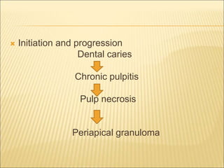  Initiation and progression 
Dental caries 
Chronic pulpitis 
Pulp necrosis 
Periapical granuloma 
 