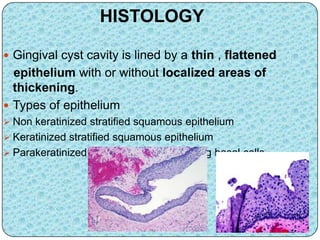 HISTOLOGY
 Gingival cyst cavity is lined by a thin , flattened
epithelium with or without localized areas of
thickening.
 Types of epithelium
 Non keratinized stratified squamous epithelium
 Keratinized stratified squamous epithelium
 Parakeratinized epithelium with palisading basal cells
 