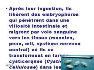 Après leur ingestion, ils libèrent des embryophores qui pénètrent dans une villosité intestinale et migrent par voie sanguine vers les tissus (muscles, peau, œil, système nerveux central) où ils se transforment en larves cysticerques ( Cysticercus cellulosae ) dans lesquelles s'invagine un seul scolex.  Larve cysticerque de  Tænia solium . (15 x 8 mm). Photo:  Parasitologie-Mycologie. CHU Nice. P. Marty 