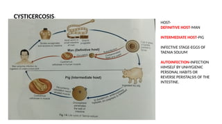 cysticercosis for medical student ........ | PPTX