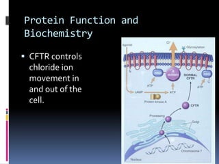 Cystic fibrosis final | PPTX