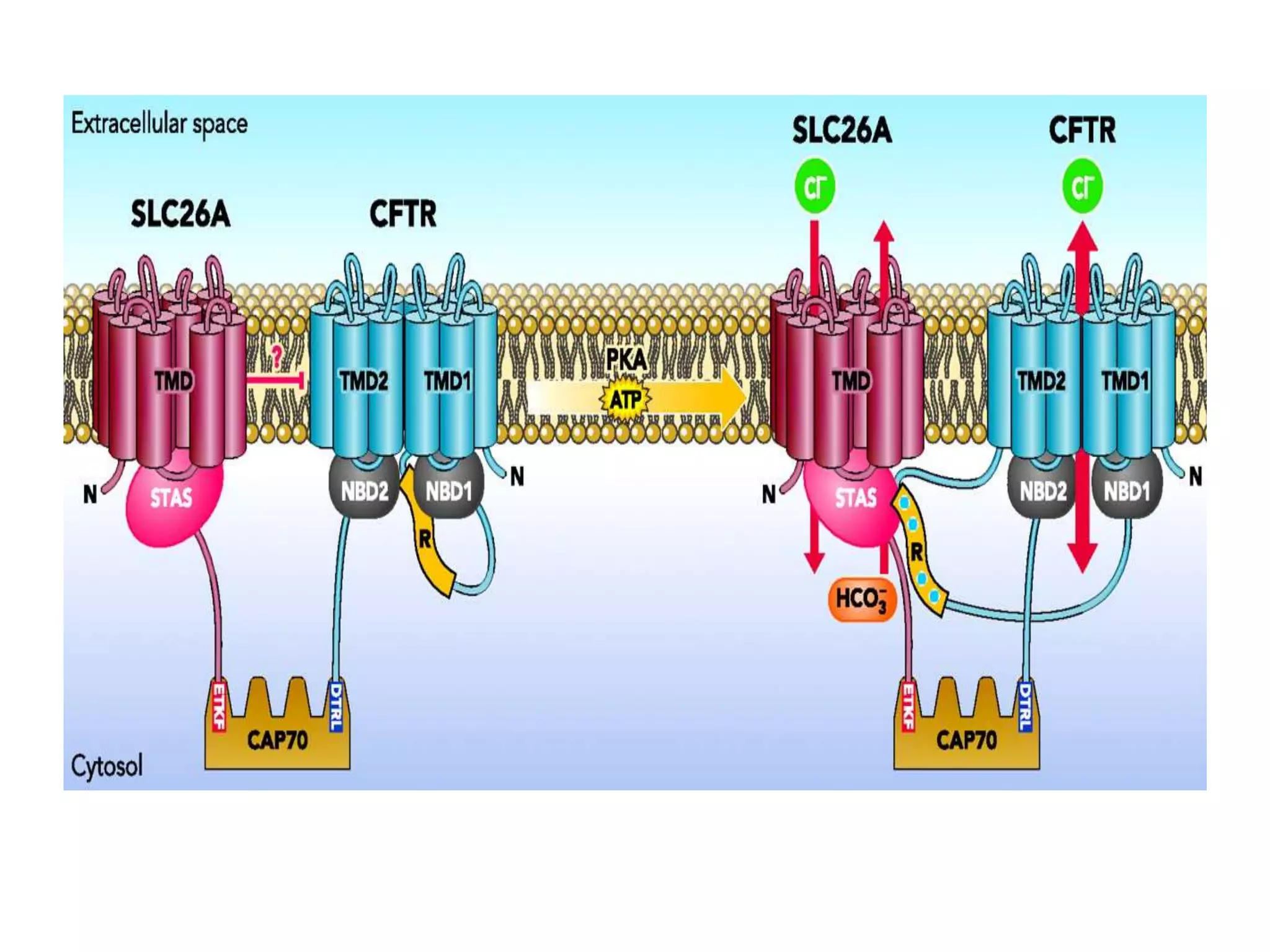 Cystic fibrosis genetics and pathogenesis | PPTX