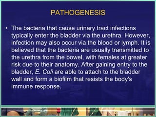 PATHOGENESIS 
• The bacteria that cause urinary tract infections 
typically enter the bladder via the urethra. However, 
infection may also occur via the blood or lymph. It is 
believed that the bacteria are usually transmitted to 
the urethra from the bowel, with females at greater 
risk due to their anatomy. After gaining entry to the 
bladder, E. Coli are able to attach to the bladder 
wall and form a biofilm that resists the body's 
immune response. 
 