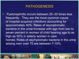 PATHOGENESIS 
• Pyelonephritis occurs between 20–30 times less 
frequently . They are the most common cause 
of hospital acquired infections accounting for 
approximately 40%. Rates of asymptomatic 
bacteria in the urine increase with age from two to 
seven percent in women of child bearing age to as 
high as 50% in elderly women in care 
homes. Rates of asymptomatic bacteria in the urine 
among men over 75 are between 7-10%. 
 