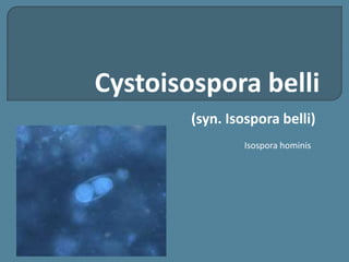 Cystoisospora belli (syn. Isospora belli) Isosporahominis 