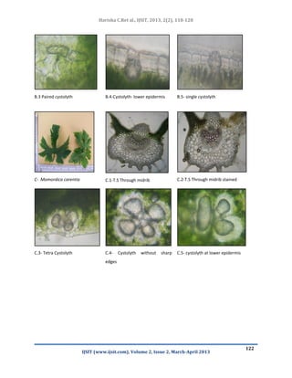 Cystolyth an incredible jewels of medicinal plants of some families a ...