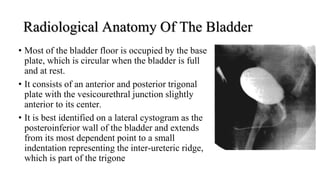 Radiological Anatomy Of The Bladder
• Most of the bladder floor is occupied by the base
plate, which is circular when the bladder is full
and at rest.
• It consists of an anterior and posterior trigonal
plate with the vesicourethral junction slightly
anterior to its center.
• It is best identified on a lateral cystogram as the
posteroinferior wall of the bladder and extends
from its most dependent point to a small
indentation representing the inter-ureteric ridge,
which is part of the trigone
 