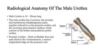 Radiological Anatomy Of The Male Urethra
• Male Urethra is 18 – 20cms long
• The male urethra has 4 sections: the prostatic
and membranous (diaphragmatic) parts,
together referred to as the posterior urethra, and
the cavernous part (anterior urethra), which
consists of the bulbar and pendulous penile
urethra.
• Prostatic Urethra – Starts at Bladder base and
ends distal to the verumontanum, a narrow
longitudinal ridge on the posterior wall.
 