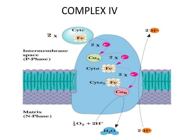 Rust Cyt cyt c oxidase.ppt