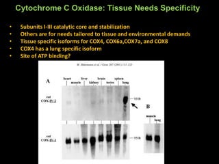 Cox8b Cyt c oxidsase LECTURE | PPTX