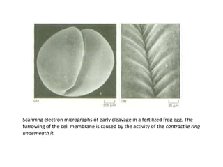 Scanning electron micrographs of early cleavage in a fertilized frog egg. The
furrowing of the cell membrane is caused by the activity of the contractile ring
underneath it.
 