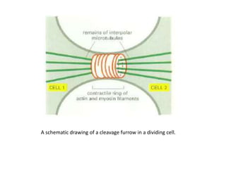 A schematic drawing of a cleavage furrow in a dividing cell.
 