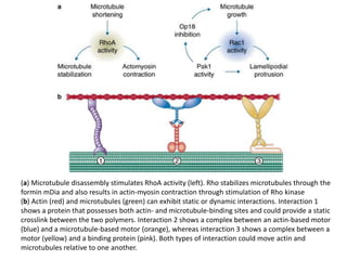 (a) Microtubule disassembly stimulates RhoA activity (left). Rho stabilizes microtubules through the
formin mDia and also results in actin-myosin contraction through stimulation of Rho kinase
(b) Actin (red) and microtubules (green) can exhibit static or dynamic interactions. Interaction 1
shows a protein that possesses both actin- and microtubule-binding sites and could provide a static
crosslink between the two polymers. Interaction 2 shows a complex between an actin-based motor
(blue) and a microtubule-based motor (orange), whereas interaction 3 shows a complex between a
motor (yellow) and a binding protein (pink). Both types of interaction could move actin and
microtubules relative to one another.
 