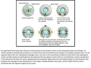 An experiment that shows the influence of the position of microtubule asters on the subsequent plane of cleavage. If a
mitotic spindle is mechanically pushed to one side of the cell, the membrane furrowing is incomplete, failing to occur on the
opposite side of the cell. Subsequent cleavages occur not only in the conventional relation to each of the two subsequent
mitotic spindles (yellow arrowheads) but also between the two adjacent asters that are not linked by a mitotic spindle (but
in this abnormal cell share the same cytoplasm)(red arrowhead). Apparently, the contractile bundle of actin filaments that
produces the cleavage furrow always forms in the region midway between two asters, which implies that the asters
somehow alter the adjacent region of cell cortex.
 