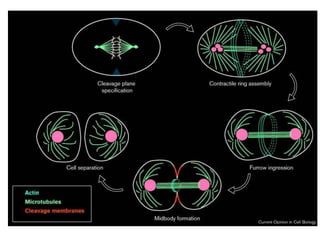 The phases of cytokinesis or cleavage
 