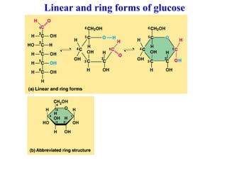 Linear and ring forms of glucose
 