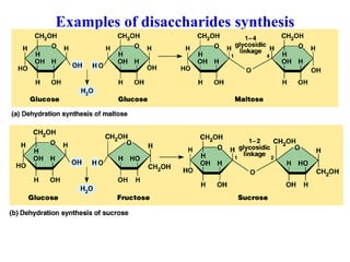 Examples of disaccharides synthesis
 