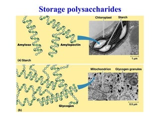 Storage polysaccharides
 