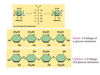 Starch: 1-4 linkage of
 glucose monomers




Cellulose: 1-4 linkage
of  glucose monomers
 