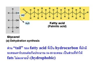 ส่ วน “tail” ของ fatty acid ที่เป็ น hydrocarbon ที่มักมี
อะตอมคาร์ บอนต่ อกันประมาณ 16-18 อะตอม เป็ นส่ วนที่ทาให้
fats ไม่ ละลายนา (hydrophobic)
                ้
 