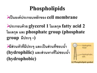 Phospholipids
 นองค์ ประกอบหลักของ cell membrane
 เป็
ประกอบด้ วย glycerol 1 โมเลกุล fatty acid 2
โมเลกุล และ phosphate group (phosphate
group มีประจุ -)
 ส่วนหัวที่มีประจุ และเป็ นส่ วนที่ชอบนา
 มี                                     ้
(hydrophilic) และส่ วนหางที่ไม่ ชอบนา     ้
(hydrophobic)
 