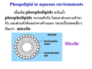 Phospolipid in aqueous environments
        เมื่อเติม phospholipids ลงในนา้
phospholipids จะรวมตัวกัน โดยเอาส่ วนหางเข้ าหา
กัน และส่ วนหัวหันออกทางด้ านนอก กลายเป็ นหยดเล็กๆ
เรียกว่ า micelle


                                      Micelle
 