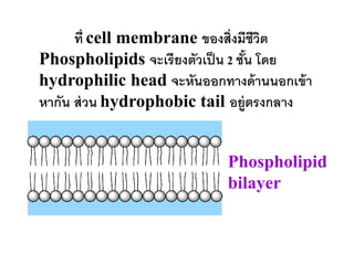 ที่ cell membrane ของสิ่งมีชีวติ
Phospholipids จะเรียงตัวเป็ น 2 ชัน โดย
                                  ้
hydrophilic head จะหันออกทางด้ านนอกเข้ า
หากัน ส่ วน hydrophobic tail อยู่ตรงกลาง


                            Phospholipid
                            bilayer
 