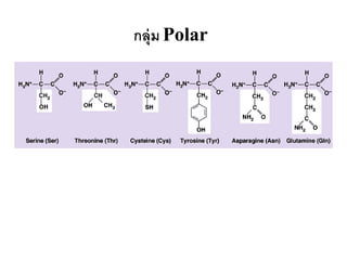 กลุ่ม Polar
 