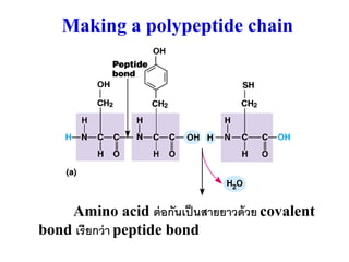 Making a polypeptide chain




    Amino acid ต่ อกันเป็ นสายยาวด้ วย covalent
bond เรี ยกว่ า peptide bond
 