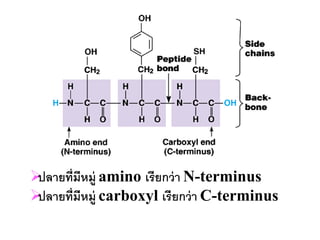 ปลายที่มีหมู่ amino เรียกว่ า N-terminus
ปลายที่มีหมู่ carboxyl เรียกว่ า C-terminus
 